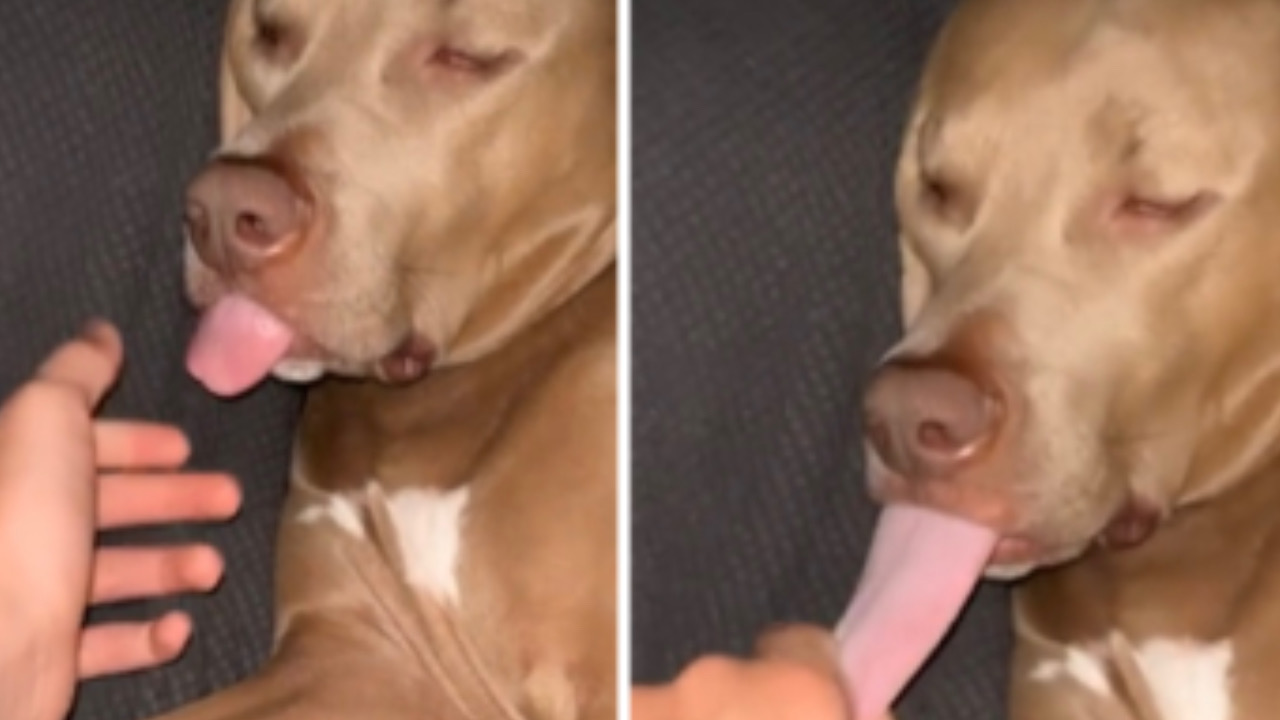 Cane ha la lingua di fuori