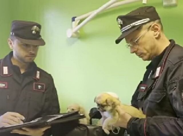 Cuccioli di cane malati e senza microchip, traffico illegale a Varese: salvati per un soffio