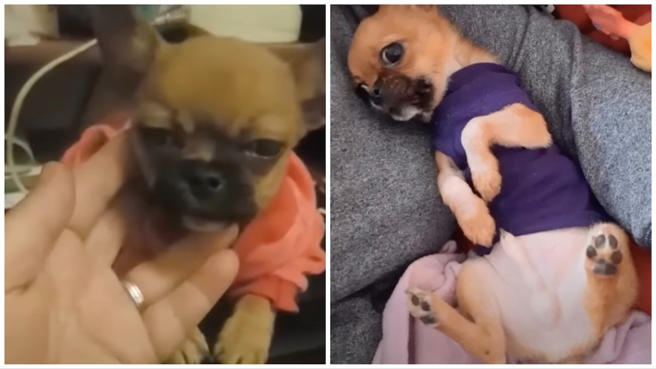 Trasformazione piccolo cane