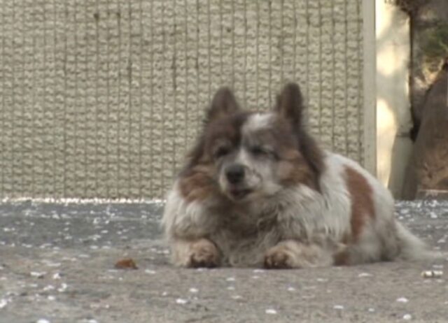 Fedele fino allo stremo: il cane ha aspettato per 10 anni nello stesso posto coloro che lo hanno lasciato