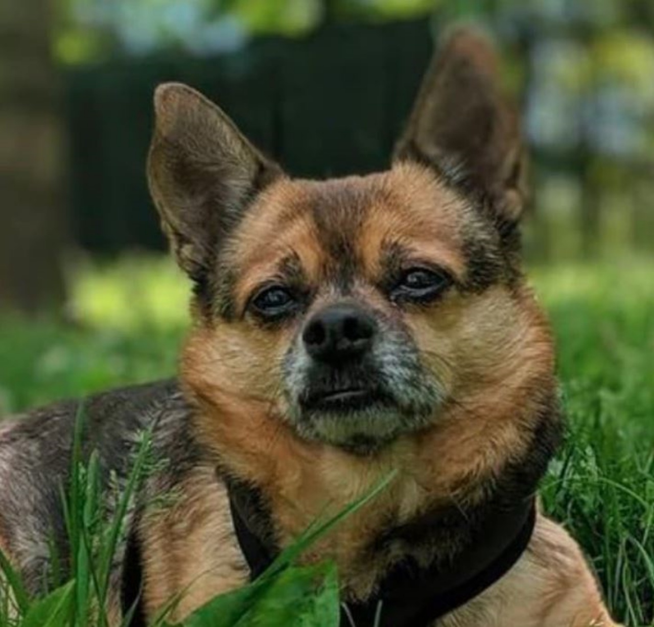 Un Chihuahua di nome Fidel
