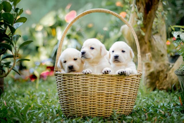 Giornata Nazionale del Cucciolo: sì, il 23 marzo si celebrano tutti i cucciolotti ed è bellissimo