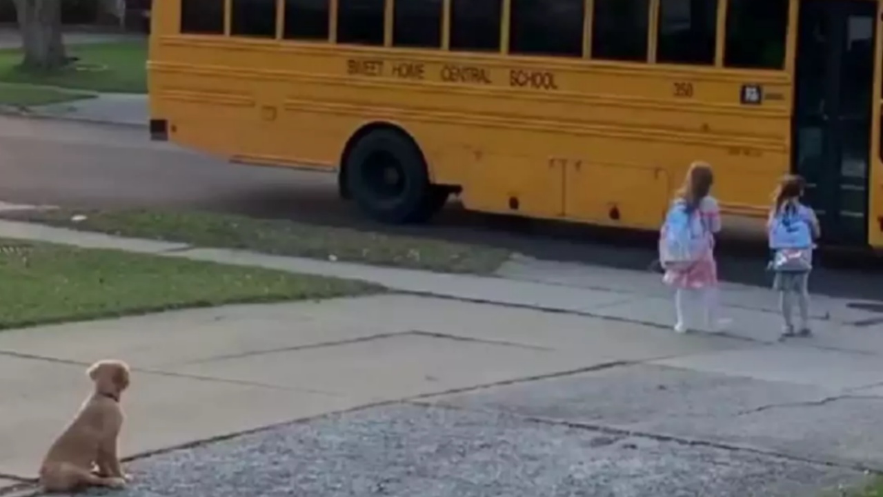 cane accompagna le bambine