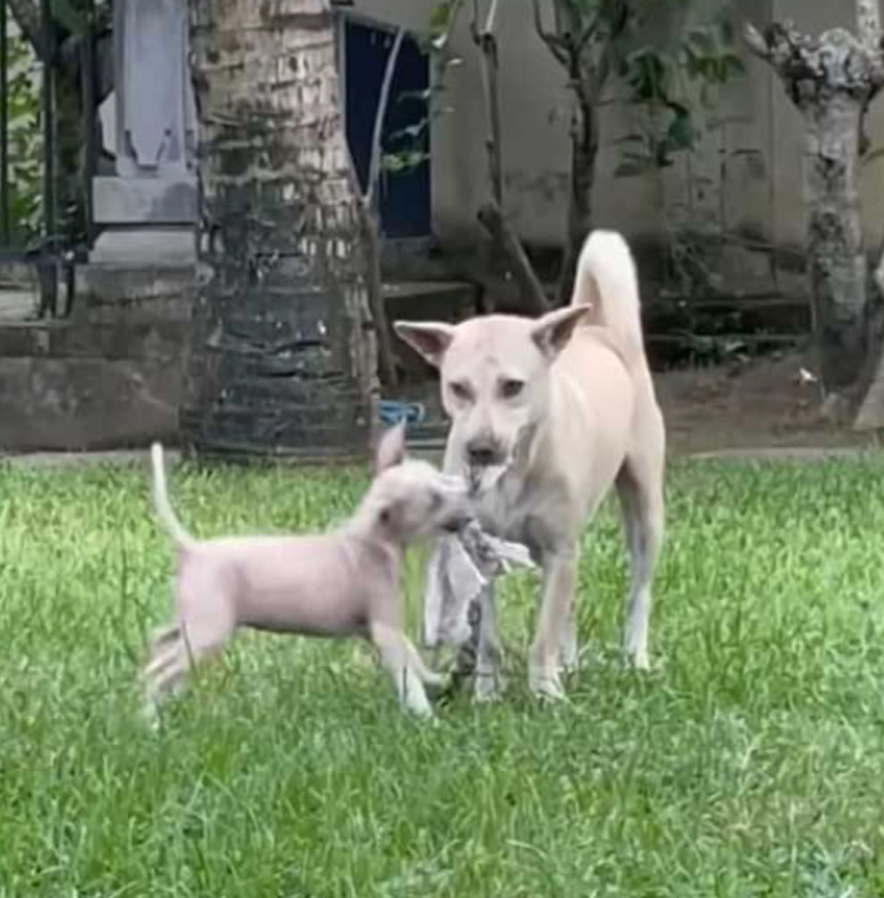 Due cagnolini si salutano