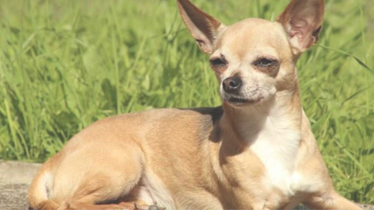 un cane smarrito