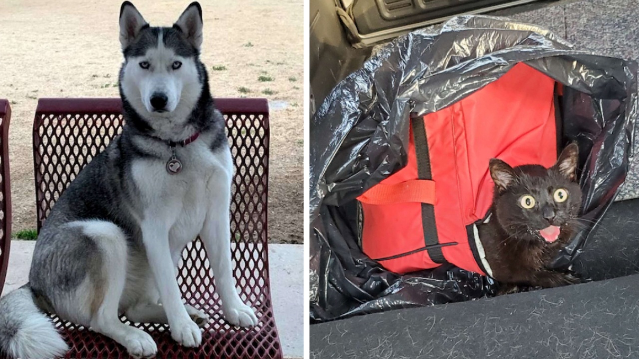 Husky trova un micetto in una borsa frigo