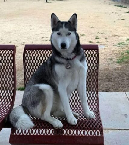 Questo Husky è un vero eroe: grazie al suo fiuto ha salvato un adorabile micetto in difficoltà