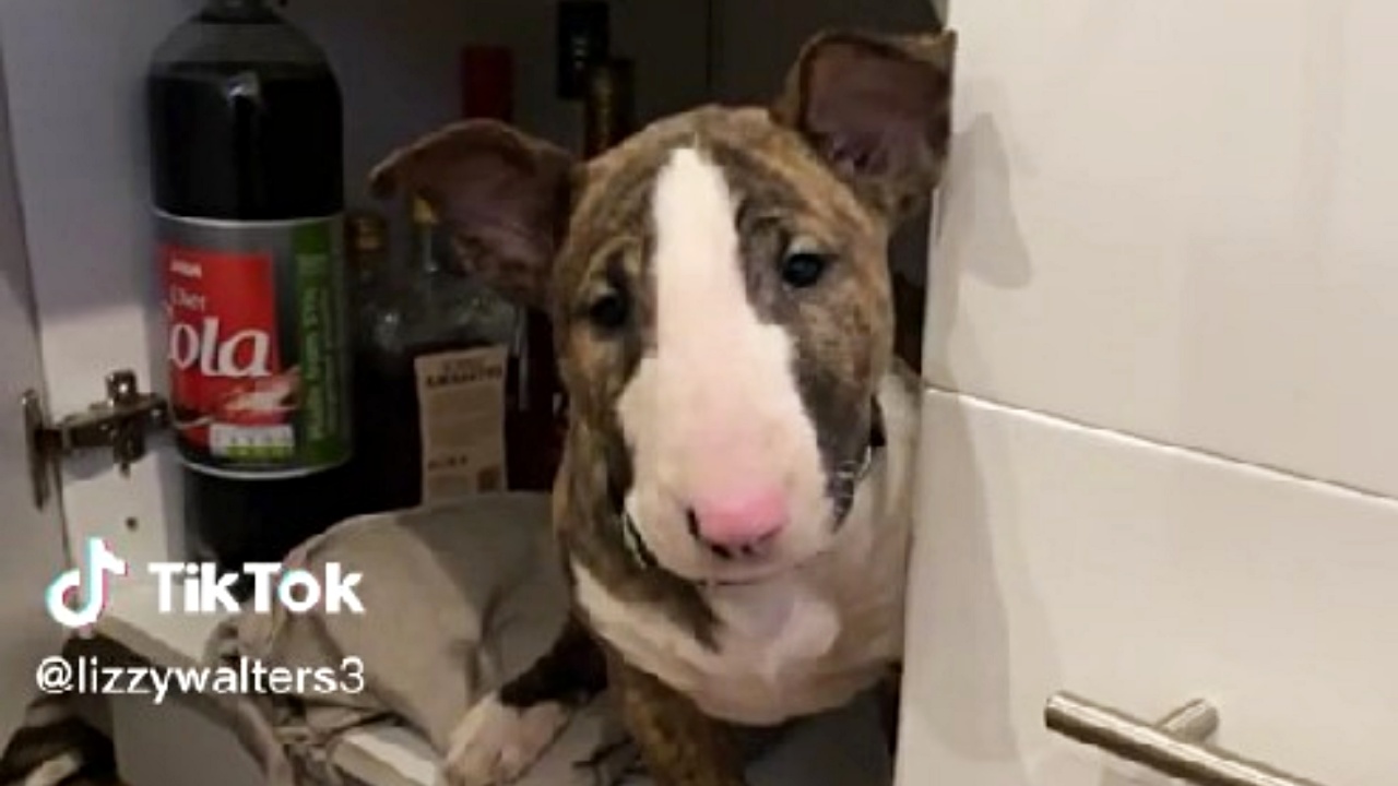 cucciolo bull terrier