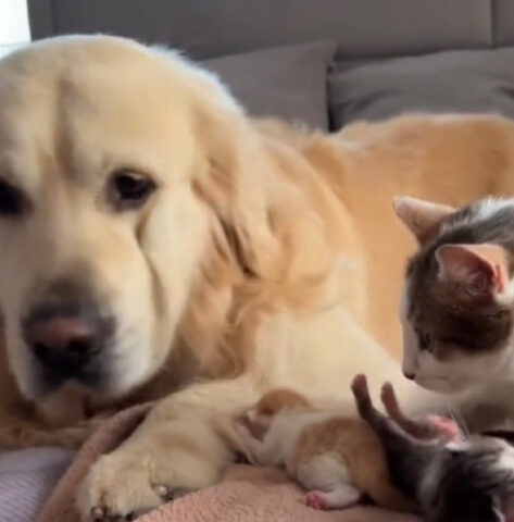 Il Golden Retriever ha la reazione più adorabile quando vede mamma gatta allattare i micini