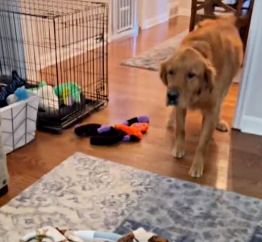 Il Golden Retriever trova una strana cesta con una coperta: al suo interno c’è qualcosa di speciale