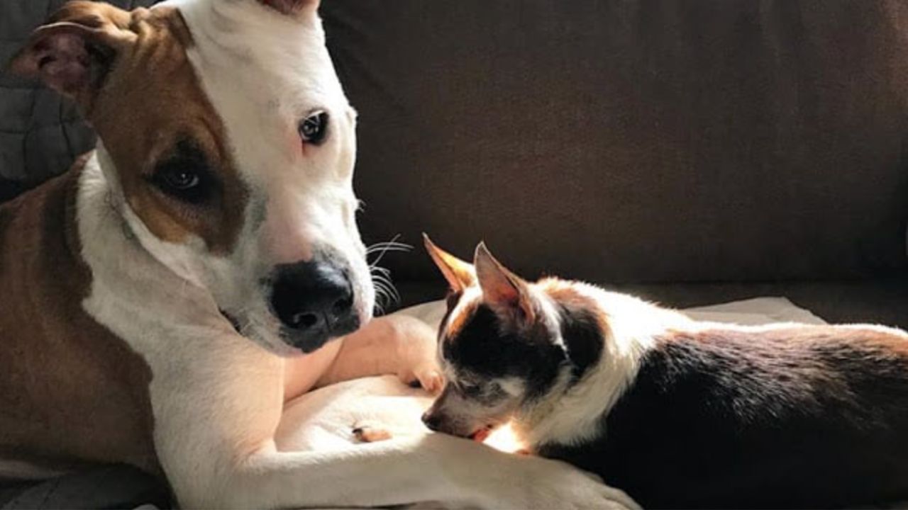 il pitbull porta a spasso il suo amico