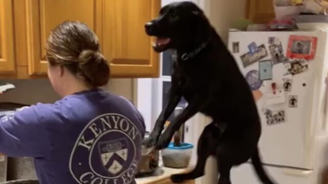 Il cane capisce che la mamma umana sta preparando un pranzo speciale e non sta più nella pelle