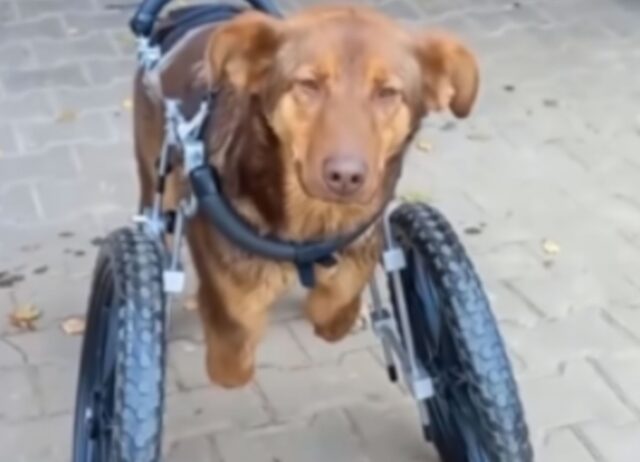 Il cane dal cuore buono aveva pianto per tanto, troppo tempo. Poi è arrivato un uomo gentile