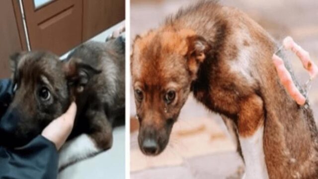 Il cane ha letteralmente pianto quando è stato salvato dopo i giorni passati sulla strada