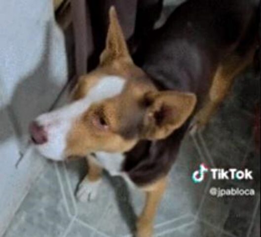 Il cane in punizione fa una faccia triste per convincere il suo padrone a lasciarlo uscire con gli amici