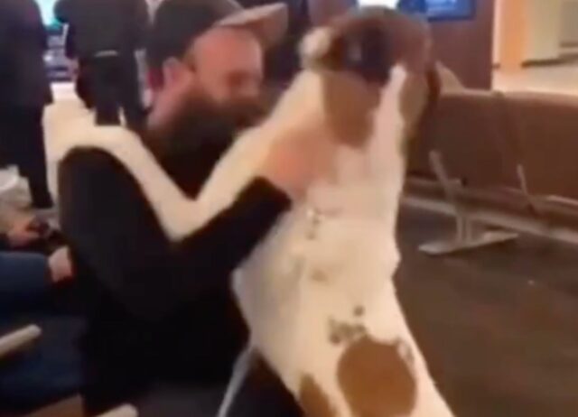 Il cane reagisce in modo eclatante appena vede il suo padrone, dato che non passavano dei momenti insieme da molto tempo (VIDEO)