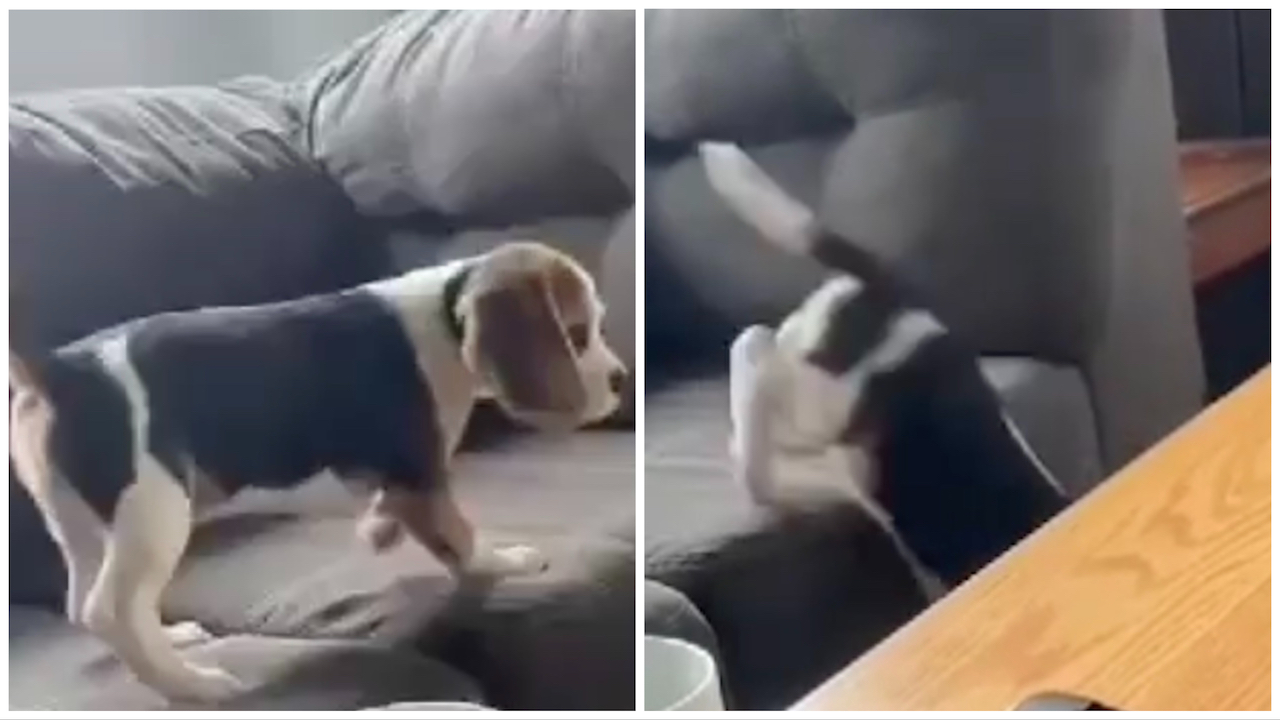 Cane tenta di saltare dal divano al tavolo