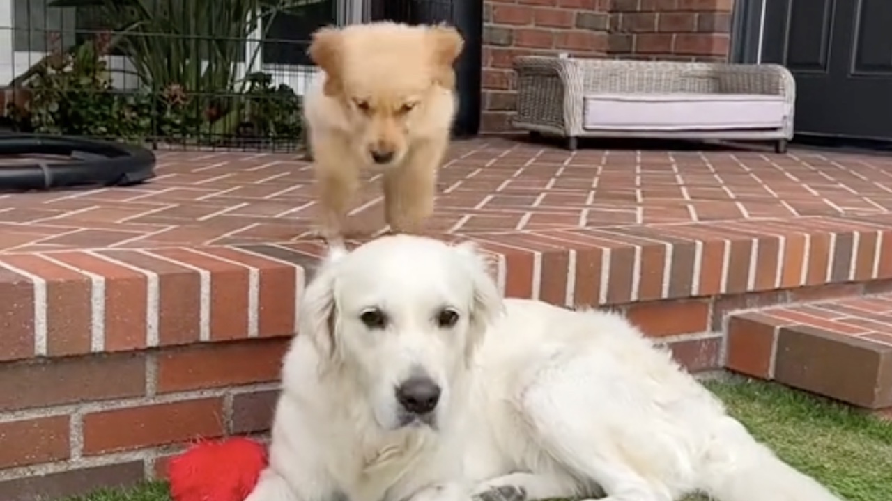Cucciolo di Golden Retriever fa uno scherzo all'amico