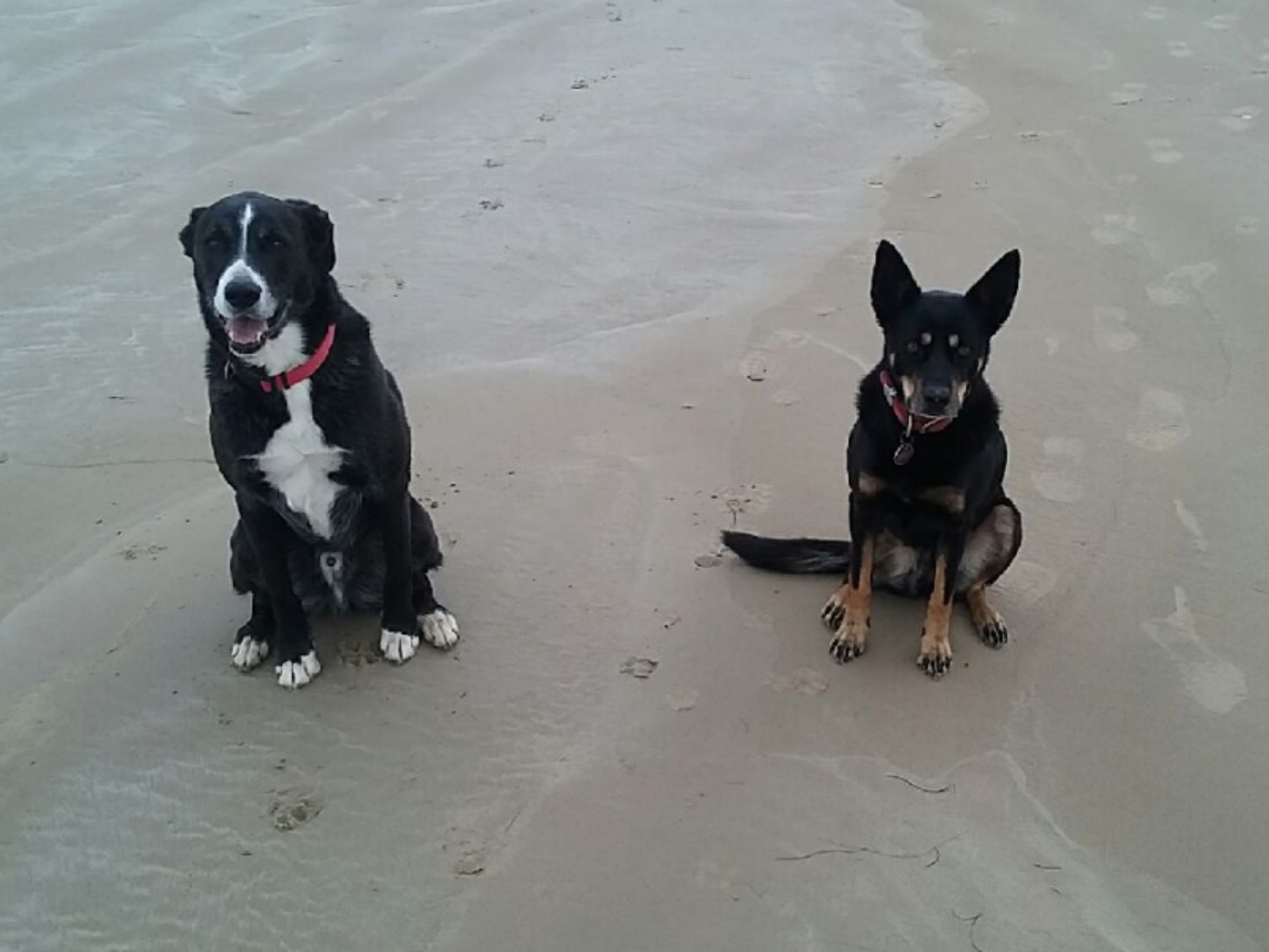 cani in spiaggia