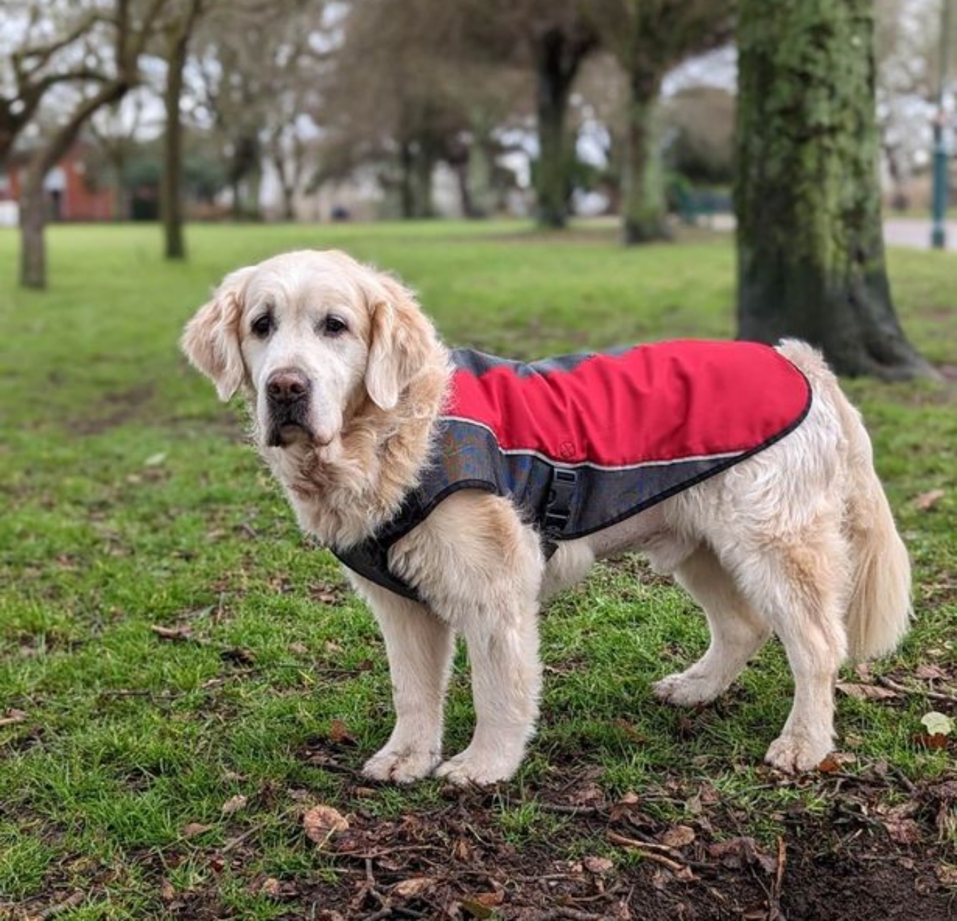 cane al parco