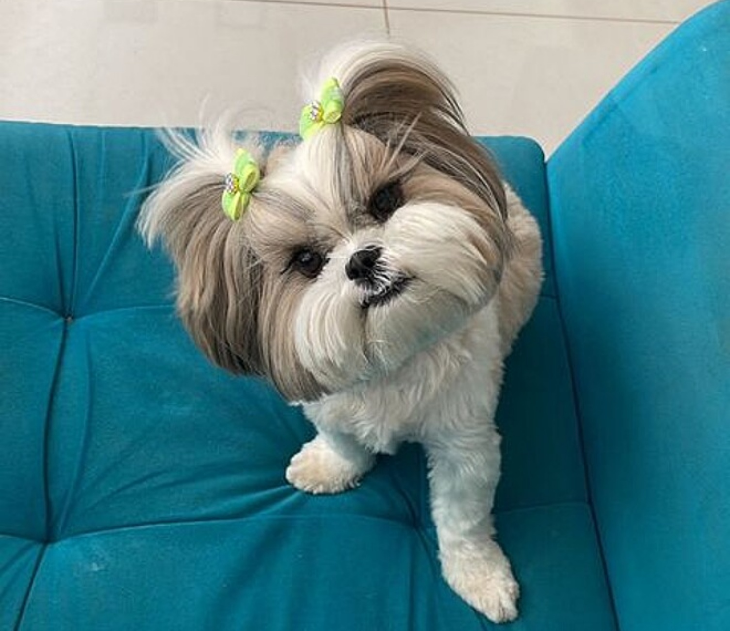 Shih-Tzu sul divano