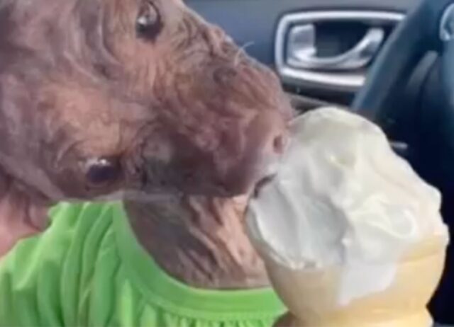 Il povero Dobby viene abbandonato e trovato in condizioni critiche da alcune persone che scelgono di salvarlo (VIDEO)