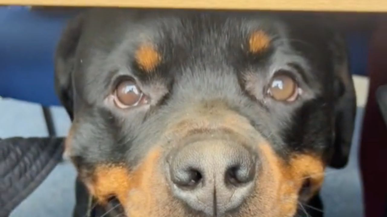 Sguardo Rottweiler