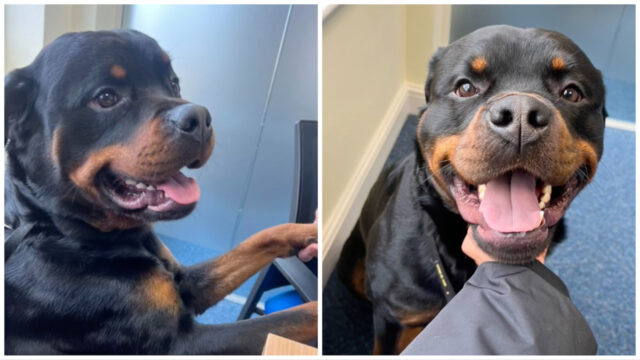 Il primo giorno di lavoro del Rottweiler scioglie i cuori: “Dategli subito una promozione”