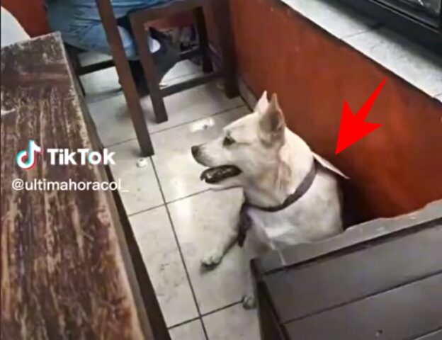 Il proprietario di questa cagnolina furbissima le mette un cartello al collo: “Sono grassa, non datemi cibo”