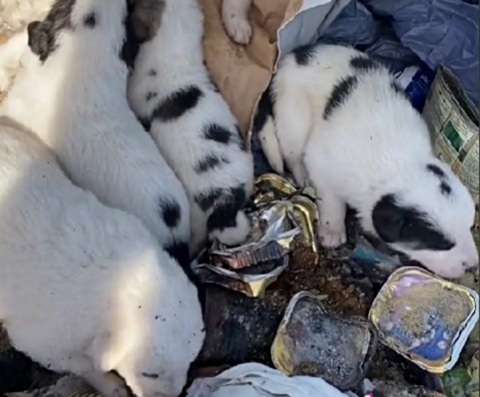 cagnolini in discarica