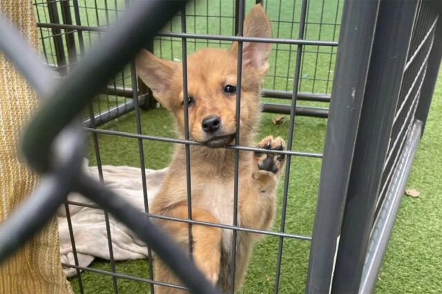 Incredibile ma vero: i poliziotti hanno richiesto il test del DNA perché non sanno se questo sia davvero un cane