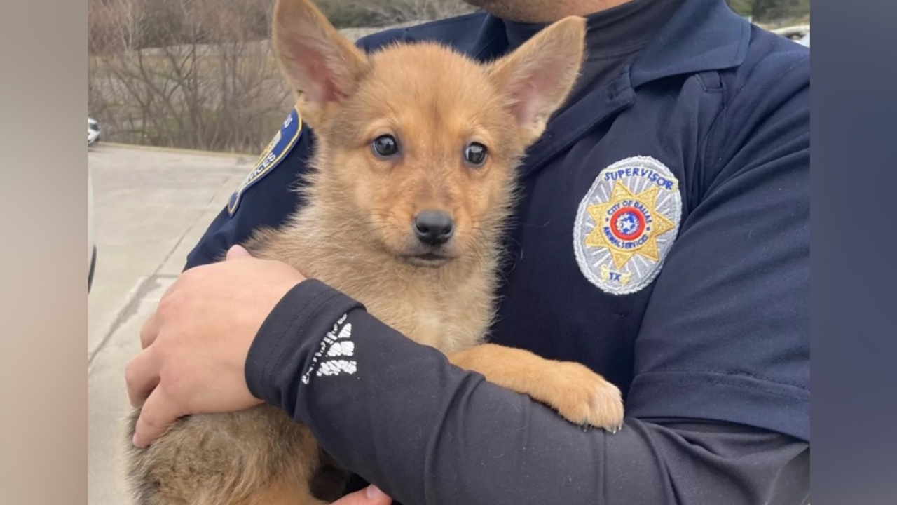 cane e poliziotto