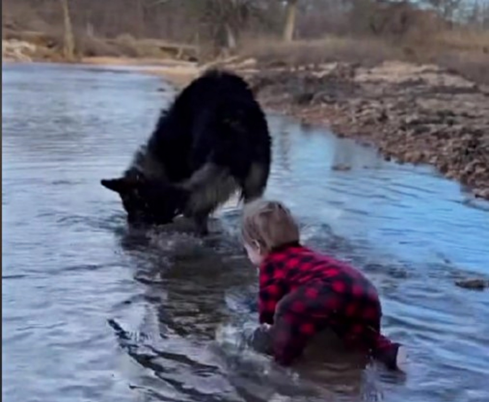 cane e bimba