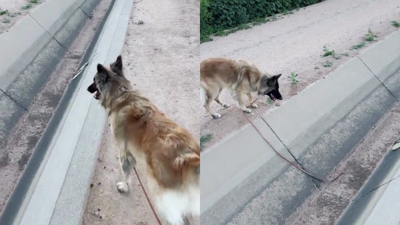 cagnolina che salta