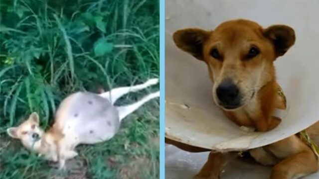 La cagnolina con la pancia gonfia guardava i passanti, sperando che qualcuno riuscisse ad aiutarla