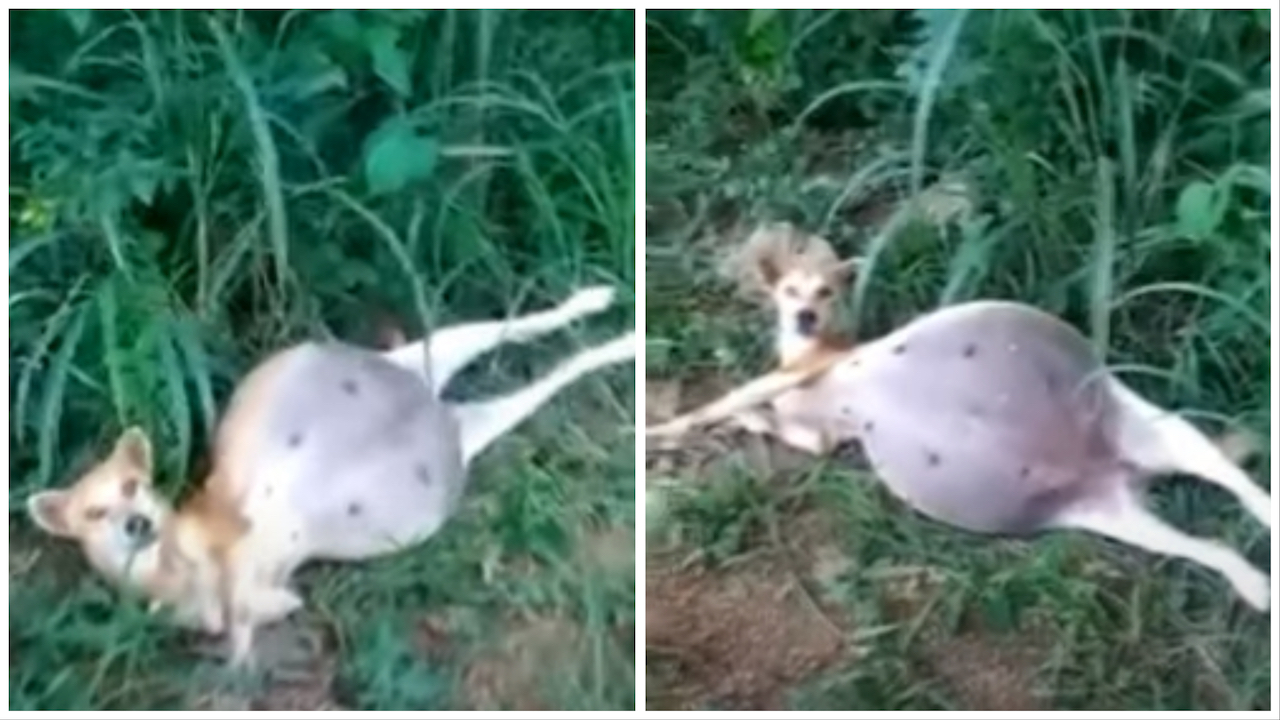 Cagnolina sdraiata con la pancia gonfia