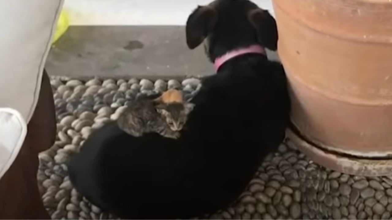 un gattino viene salvato