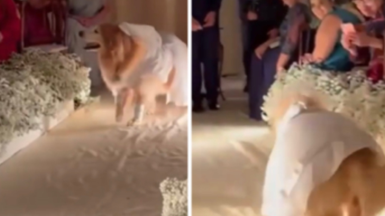 Cagnolina al matrimonio dei suoi umani