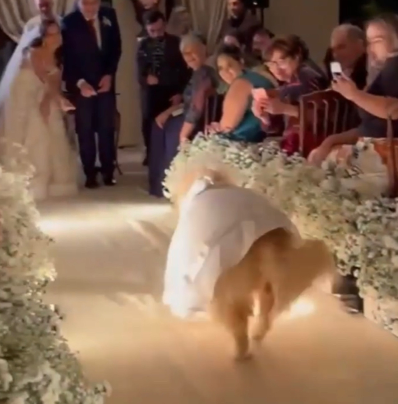 Cagnolina elegante va al matrimonio