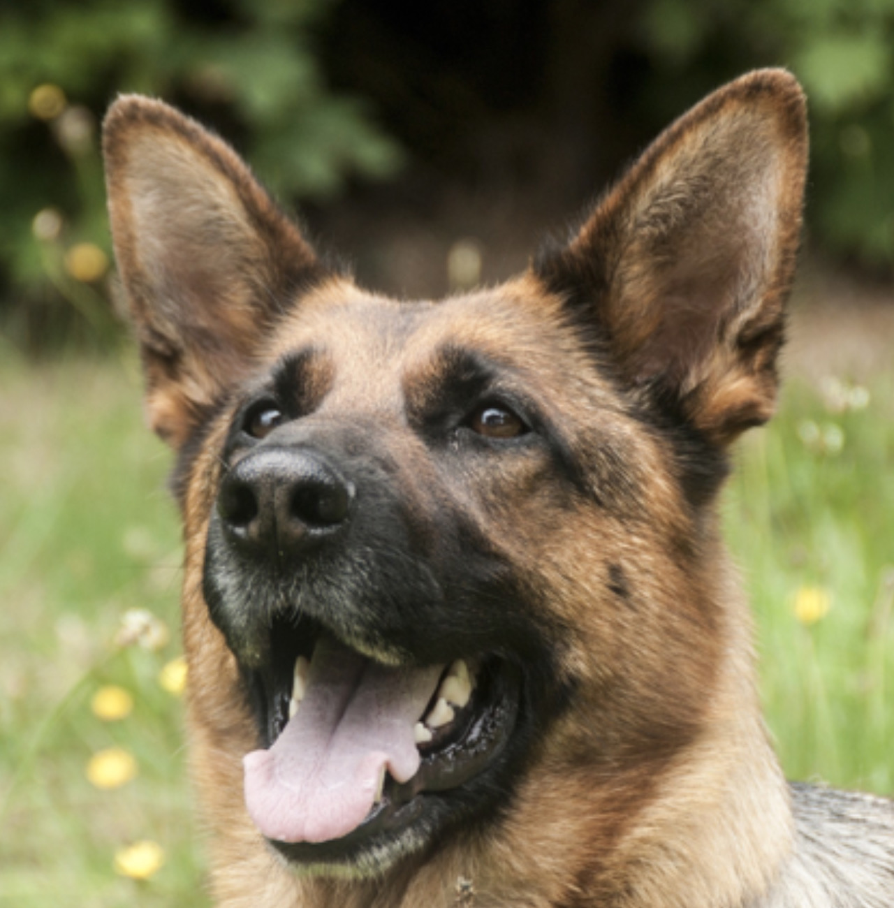 Cane in posa davanti la telecamera