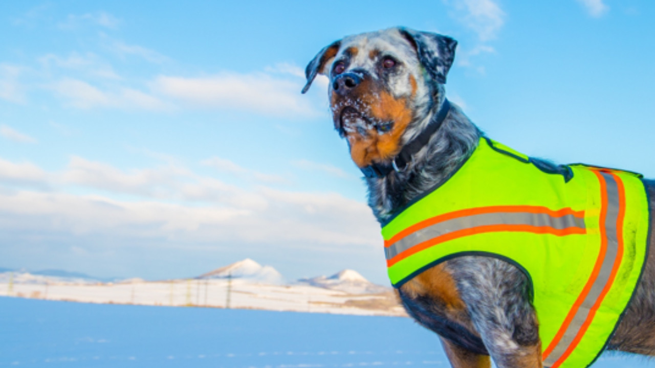 Cane da salvataggio sulla neve