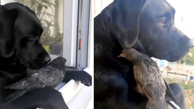 Il piccione infreddolito cercava aiuto: è stato questo dolcissimo Labrador a darle una mano