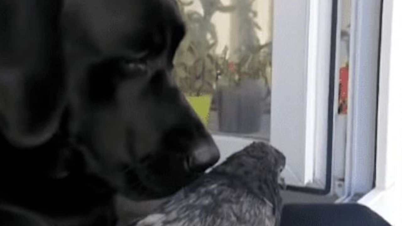 Labrador insieme a un piccione