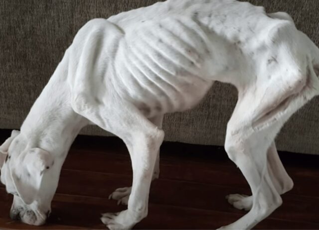 L’allevatore senza scrupoli non poteva lucrare sul cucciolo di cane albino: ha preferito abbandonarlo
