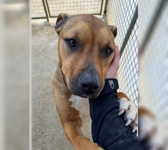 Lo hanno trovato così: il cane Narko era solo uno scheletro chiuso dentro a una gabbia
