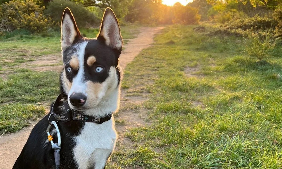 Cane in un campo