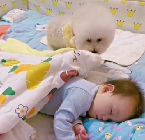 Non è un babysitter qualsiasi: questo Barboncino fa proprio di tutto per il suo fratellino neonato