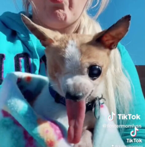 Non sapeva come trattare questo Chihuahua con un occhio solo, appena adottato: per conquistarlo serviva tempo