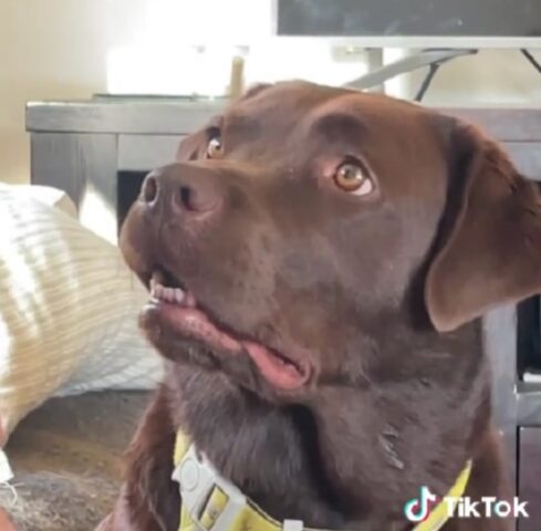 “Non sei il mio vero figlio”: il cane non riesce a credere alla notizia quando il papà umano glielo comunica