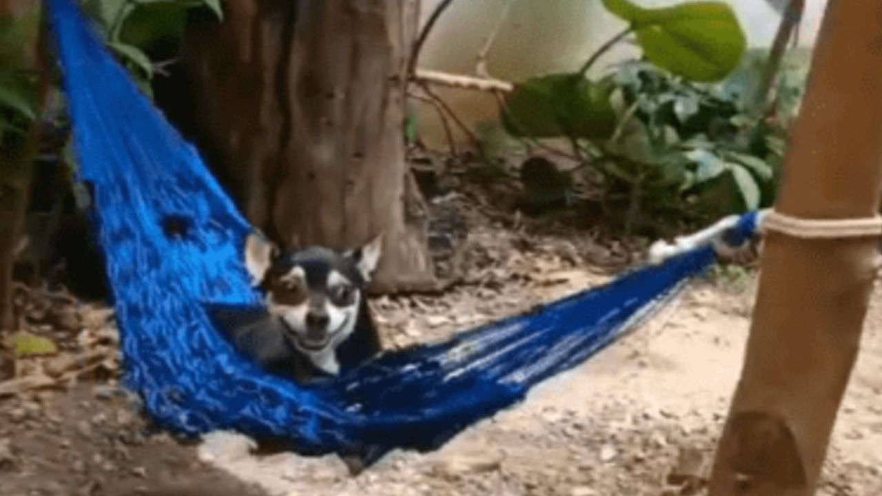 questo cagnolino ha superato ogni aspettativa